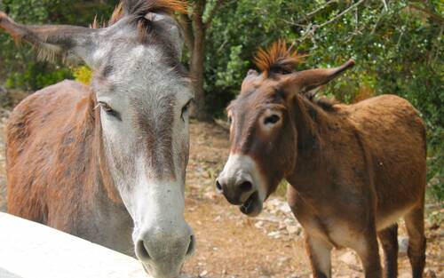 Esel hinter dem Ferienhaus b-only in Mallorca Alcudia